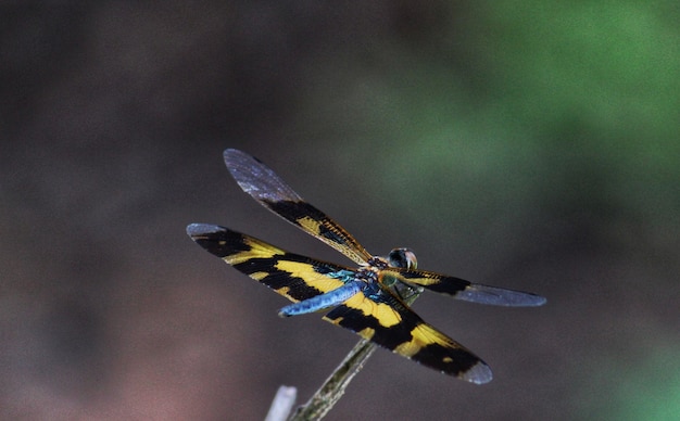 Foto gratuita macaronius giallo gufo