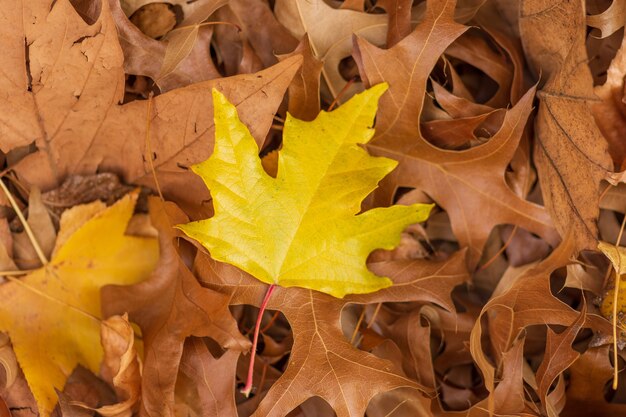 乾燥した葉の上の黄色いカエデの葉-自然な壁紙に最適