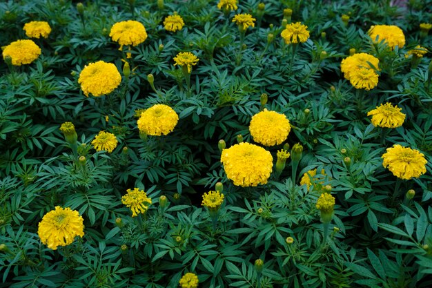 Yellow marigold garden