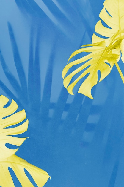 Yellow Monstera and palm shadow leaves on blue background