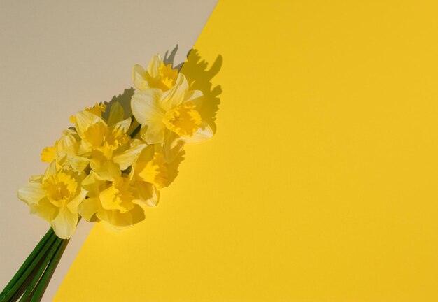 Yellow narcissus on illuminating background minimal decorative flat lay modern summer composition