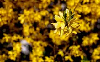 Foto gratuita fiore dai petali gialli