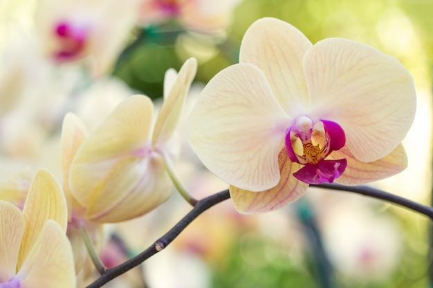 Бесплатное фото Желтый цветок орхидеи phalaenopsis