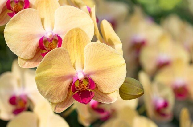 Yellow phalaenopsis orchid flower