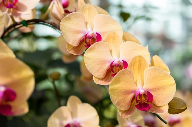 Yellow phalaenopsis orchid flower