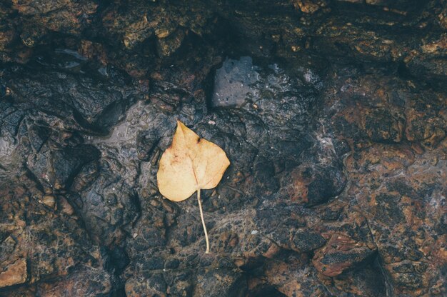 Yellow Pho leaf on ground.