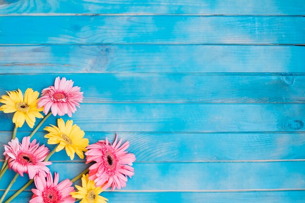 Yellow and pink blooming flowers