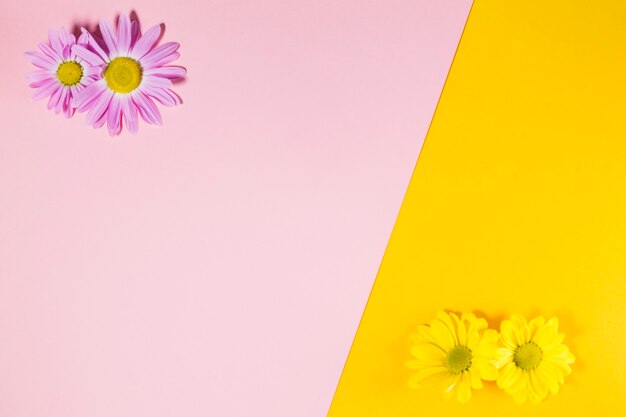 Yellow and pink flowers