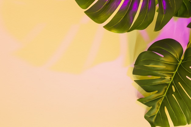 Yellow and pink shadow on monstera leaf over the beige backdrop