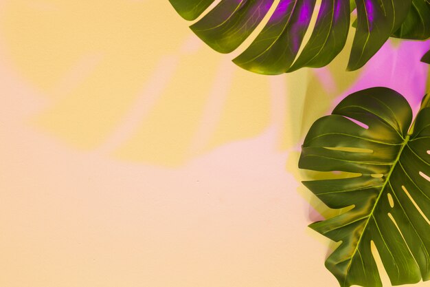 ベージュの背景の上のモンステラの葉に黄色とピンク色の影