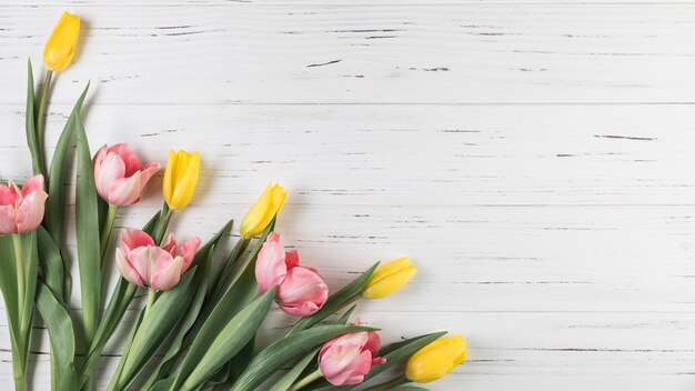 Yellow and pink tulips on white wooden textured backdrop
