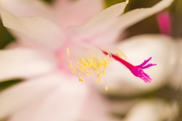 Free photo yellow pistils of fresh flower