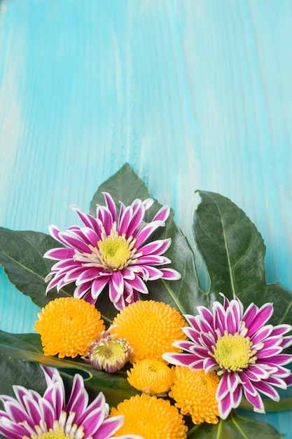 Yellow and purple chrysanthemum flowers on green leaves over wooden backdrop
