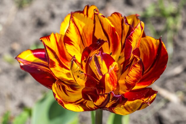 Yellow and red flower closeup