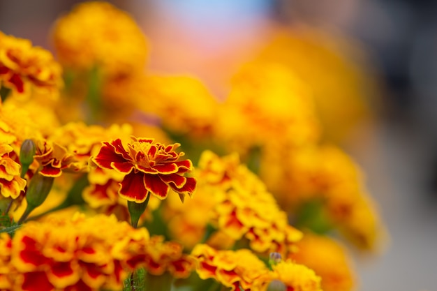 Yellow and red flowers