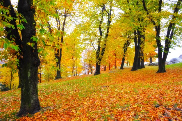 Yellow and red leaves surrounding the trees in the park