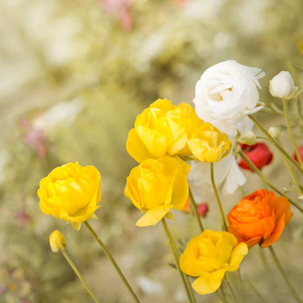 Yellow rose bush flowers.