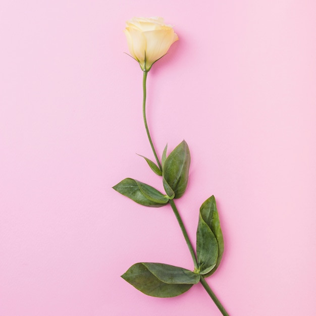 Free photo yellow rose twig on pink background