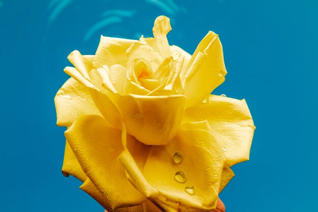 水のクローズアップで黄色いバラ