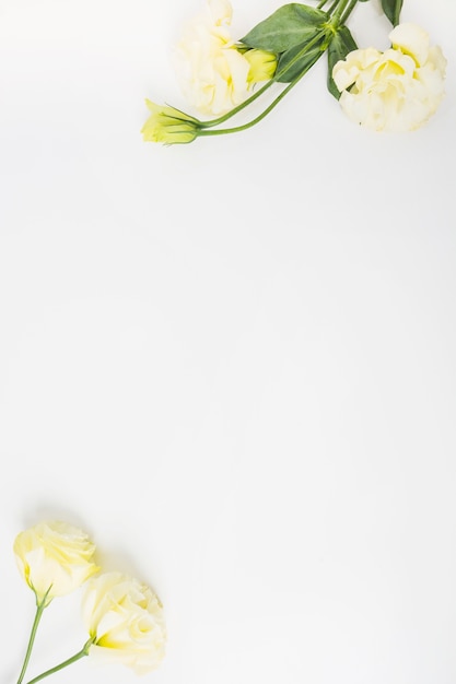 Yellow roses against white background