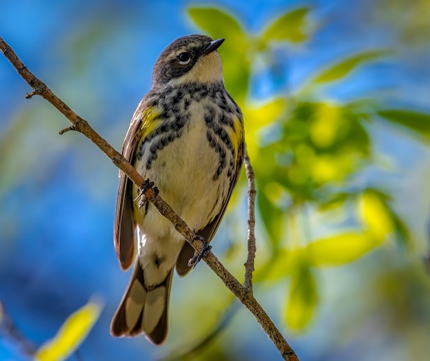 Free photo yellow-rumped warbler  (setophaga coronata)