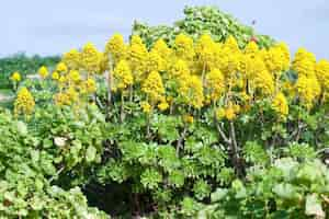 Free photo yellow sedum in mediterranean garden