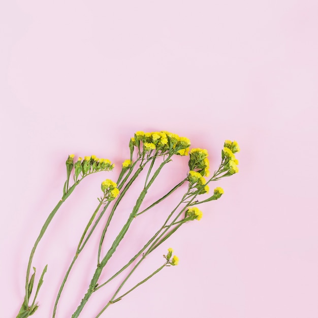 Yellow small flower twigs on pink background