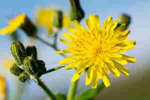 Free photo a yellow smooth sow thistle flower, sonchus oleraceaus , in bloom in the maltese islands