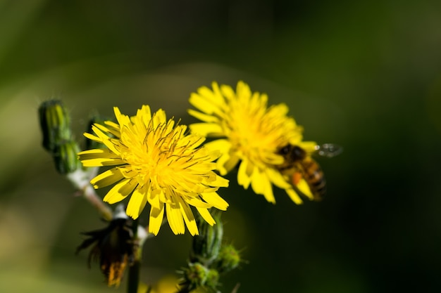 Yellow sow thistle flowers, being pollinated by a busy bee collecting pollen for honey.