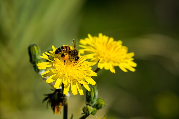 노란 암퇘지 엉겅퀴 꽃이 꿀을 얻기 위해 꽃가루를 모으는 바쁜 꿀벌에 의해 수분되고 있습니다.