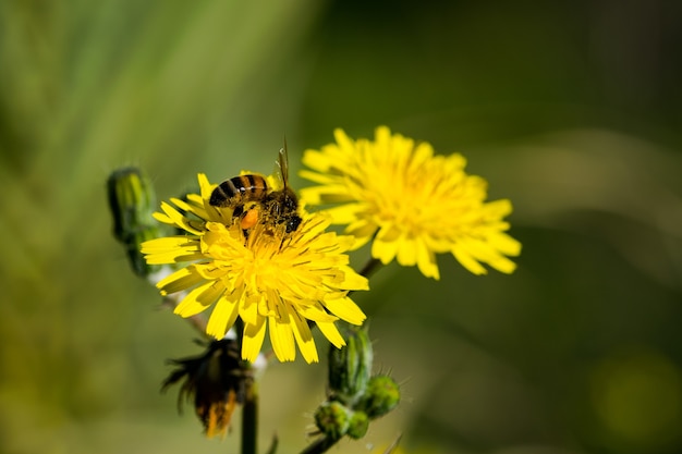 노란 암퇘지 엉겅퀴 꽃이 꿀을 얻기 위해 꽃가루를 모으는 바쁜 꿀벌에 의해 수분되고 있습니다.