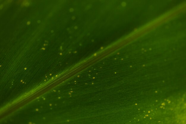 Yellow spots on leaf