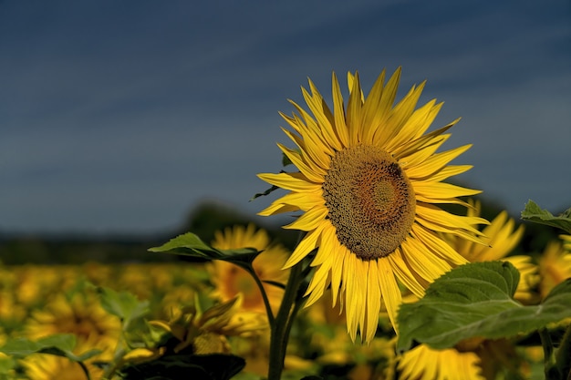 Yellow sunflower in close up