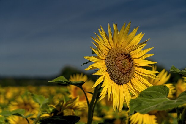 Yellow sunflower in close up