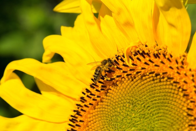 Free photo yellow sunflower