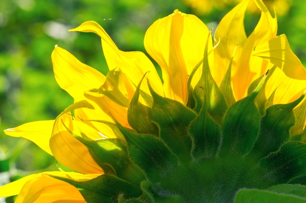 Free photo yellow sunflower