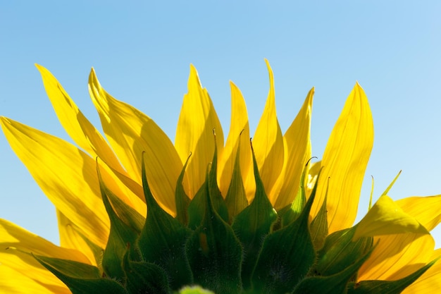 Yellow sunflower