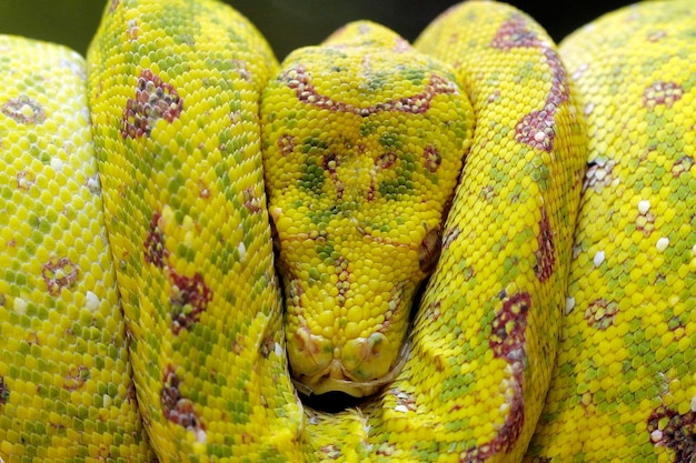 Бесплатное фото Желтое дерево змея питона на ветке