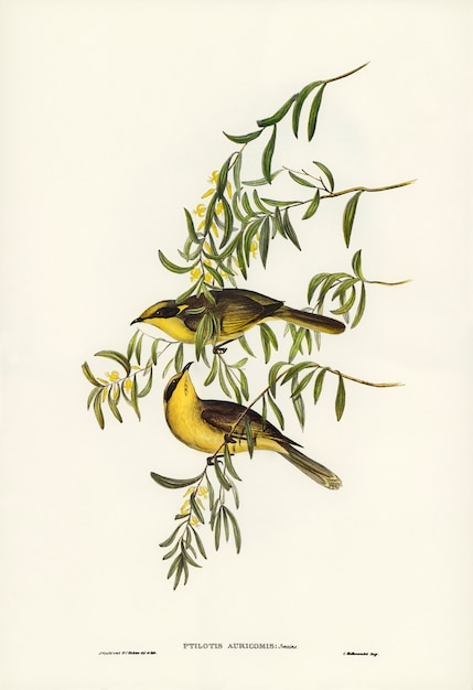 Yellow-tufted Honey-eater (Ptilotis auricomis) illustrated by Elizabeth Gould