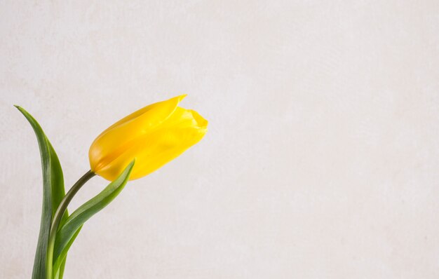 Yellow tulip flower on white background 