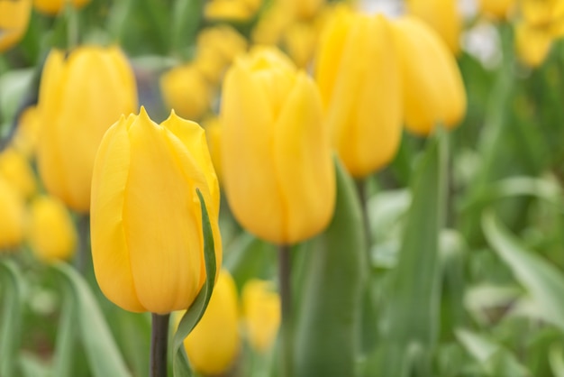 ラヨーンの春の花壇にある黄色のチューリップ