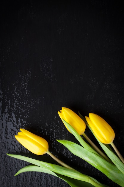 Yellow tulips on a black background