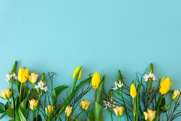 Yellow tulips on a blue background flat lay