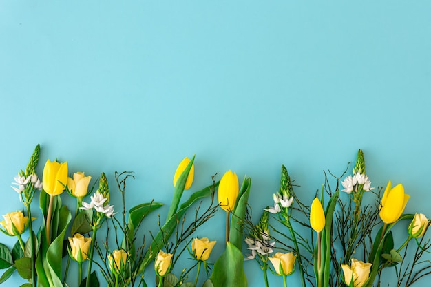 Yellow tulips on a blue background flat lay