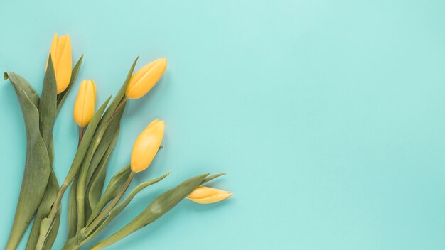 Yellow tulips on blue table