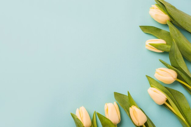 Yellow tulips on blue