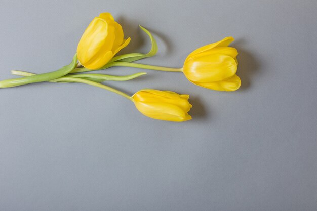 Yellow tulips on gray background,  color of 2021