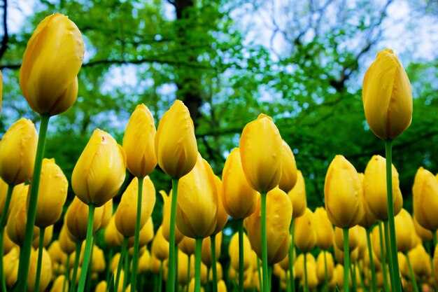 Yellow tulips seem from the ground