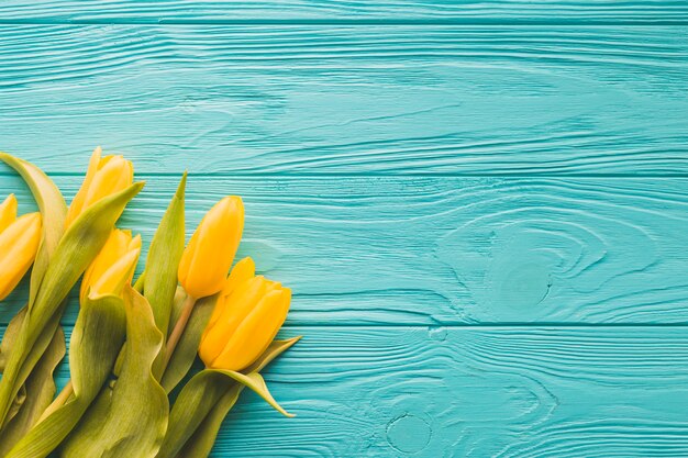 Yellow tulips on turquoise background