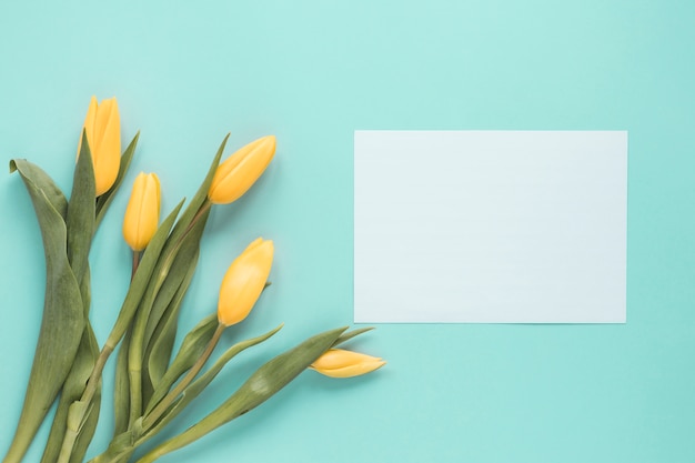 Yellow tulips with blank paper on blue table